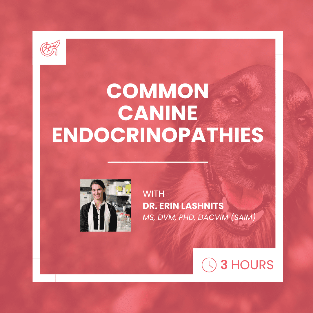 Common Canine Endocrinopathies